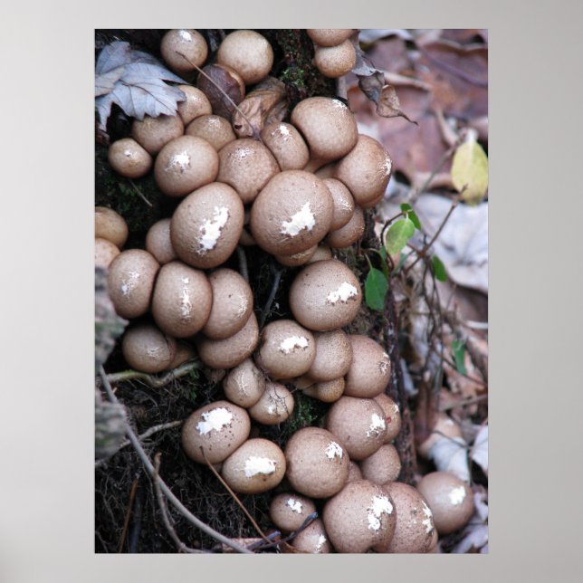 Theres a fungus... poster (Front)
