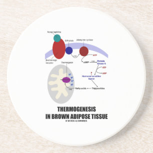 Thermogenesis In Brown Adipose Tissue Coaster
