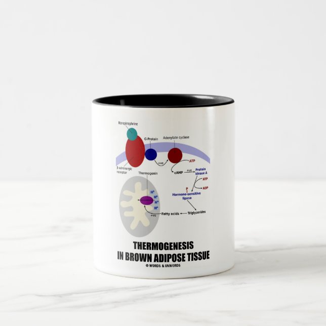 Thermogenesis In Brown Adipose Tissue Two-Tone Coffee Mug (Center)