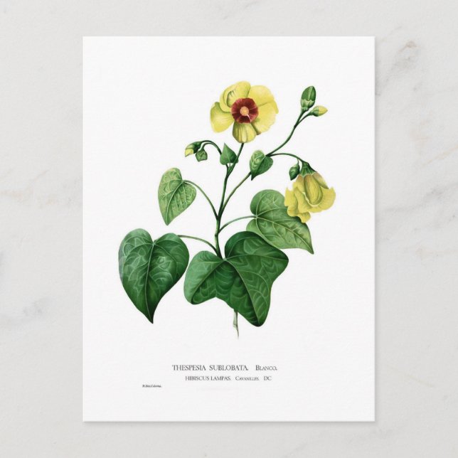 Thespesia sublobata postcard (Front)