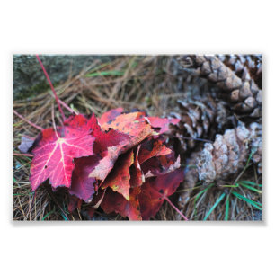 They All Fall Photo Print