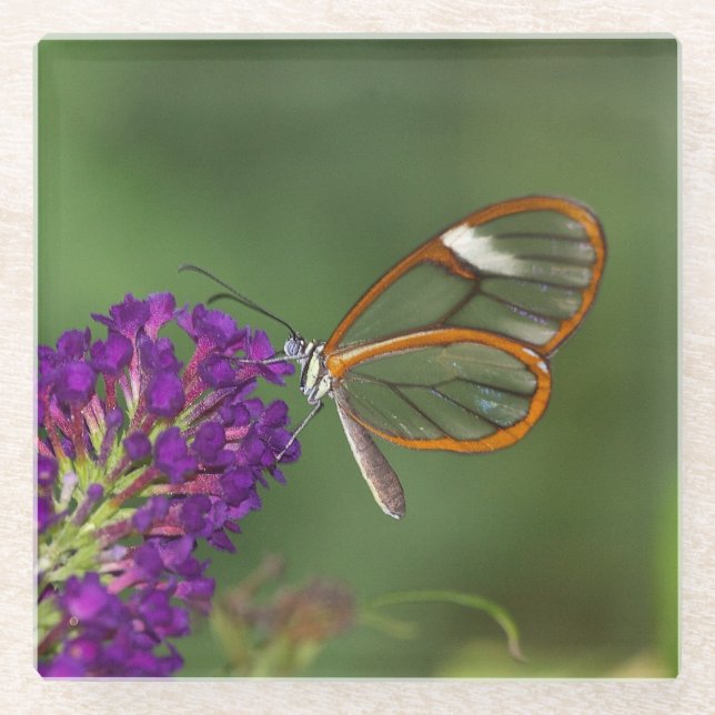 They call me clear-wing glass coaster (Front)