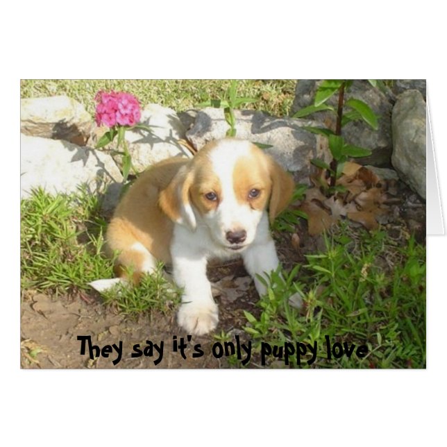 They say it's only puppy love (Front Horizontal)