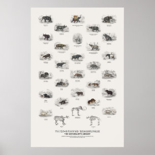 Thick-Skinned Quadrupeds - Naturalist's Library Poster