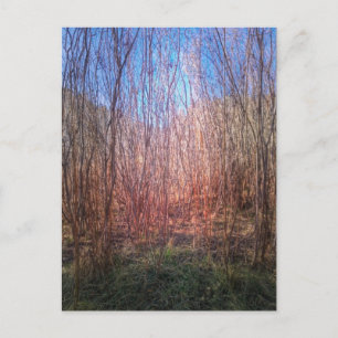 Thicket Postcard