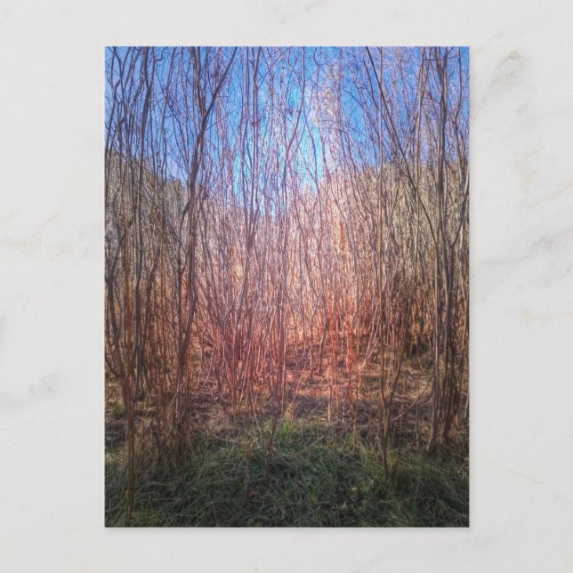 Thicket Postcard (Front)