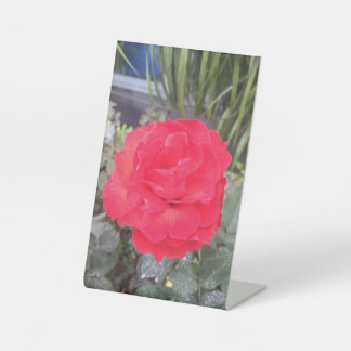 Thiep hoa hong pedestal sign