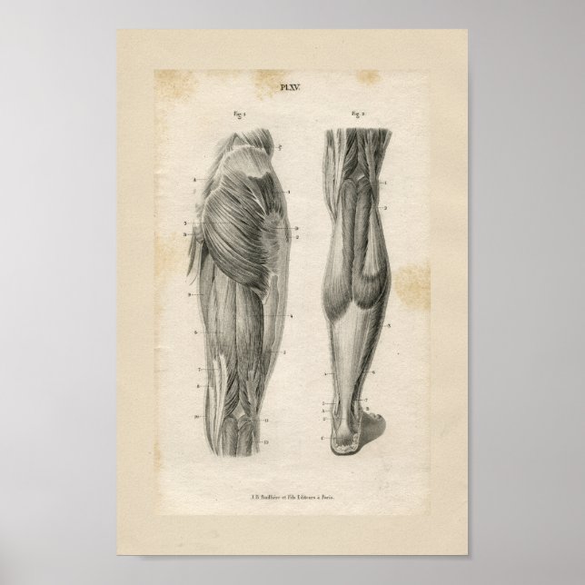 Thigh Leg Muscles Vintage Anatomy Print (Front)