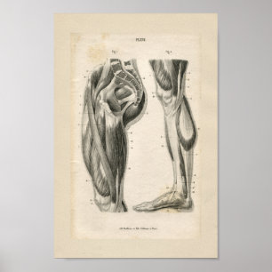 Thigh Leg Muscles Vintage Anatomy Print