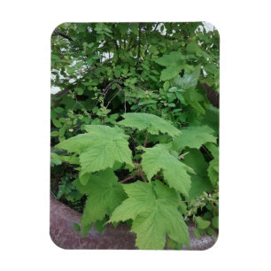 Thimbleberry  magnet