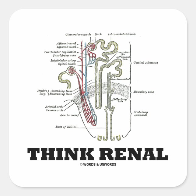 Think Renal (Nephron Anatomy Illustration) Square Sticker (Front)