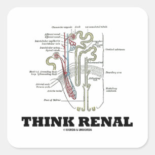 Think Renal (Nephron Anatomy Illustration) Square Sticker