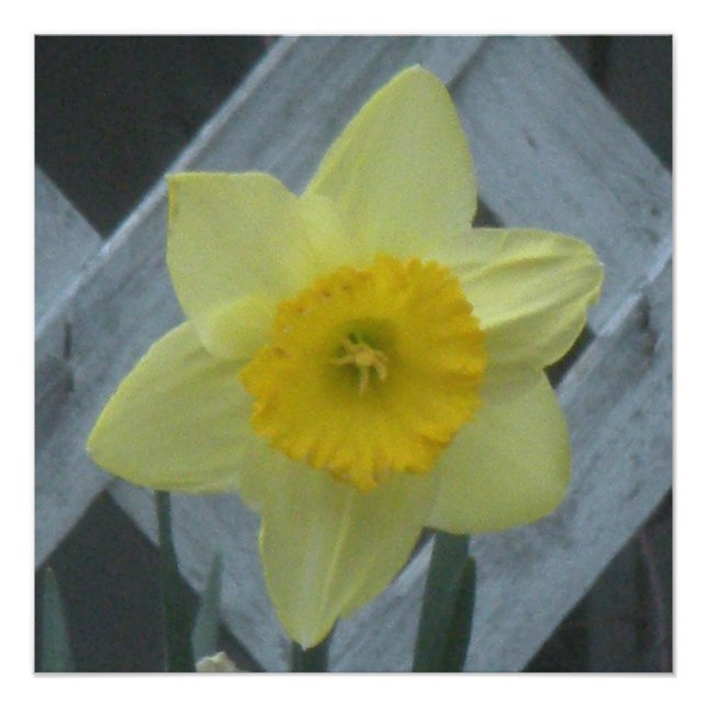 Think Spring! Photo Print (Front)