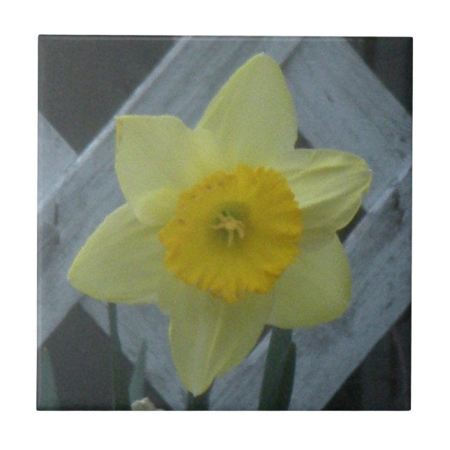 Think Spring! Tile (Front)