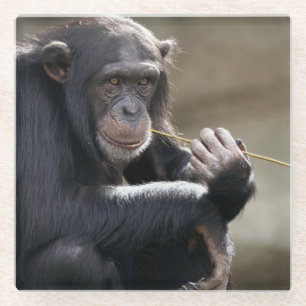 Thinking About Monkeying Around Glass Coaster
