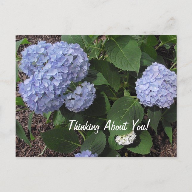 Thinking About You Hibiscus  Purple Flowers Postcard (Front)