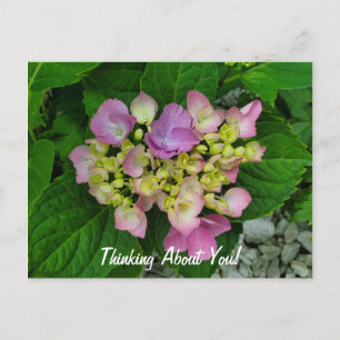 Thinking About You Pretty Pink Purple Flowers Postcard