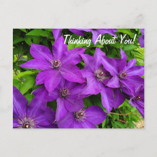 Thinking About You Purple Clematis Floral Postcard