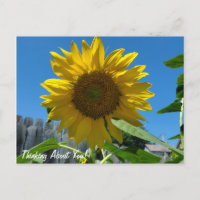 Thinking About You Sunflower Photography