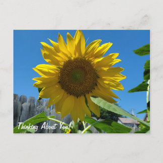 Thinking About You Sunflower Photography Postcard