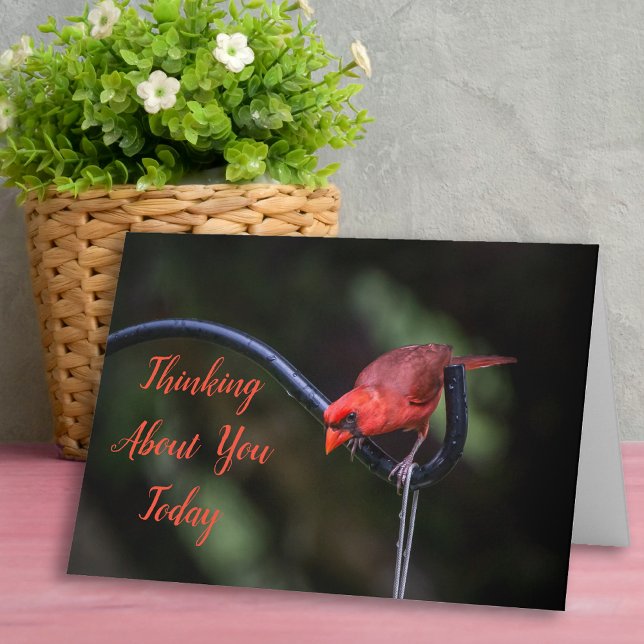 Thinking About You Today Greeting Card (Thinking of You card with Red Cardinal.)