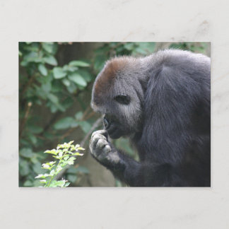 Thinking gorilla postcard