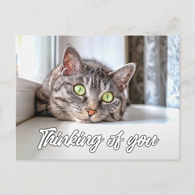 Thinking Of You - Adorable Kitty Cat Postcard (Front)