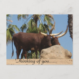 Thinking Of You African Watusi Cattle Postcard