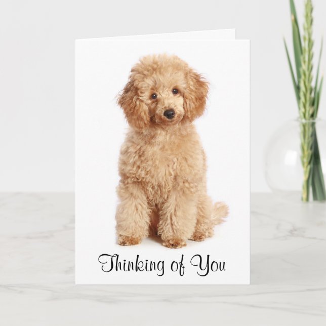 Thinking of You Apricot Poodle Puppy Dog Card (Front)