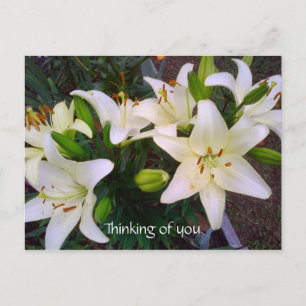 "Thinking of you" Beautiful White Lily Postcard