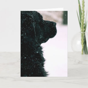 Thinking of You ~ Black Newfoundland Card
