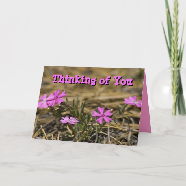 Thinking of You Blank Inside Pink Phlox Wildflower Card (Front)