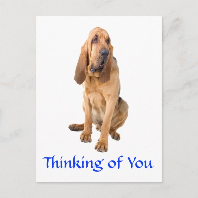 Thinking of You Bloodhound Dog Greeting Postcard (Front)