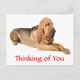 Thinking of You Bloodhound Dog Greeting Postcard