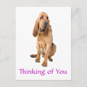 Thinking of You Bloodhound Dog Greeting Postcard