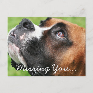 Thinking of You Boxer - Vindy Postcard
