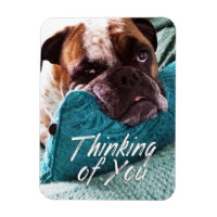 Thinking of You Bulldog Photo Sympathy Magnet