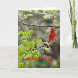 thinking of you/ cardinal card