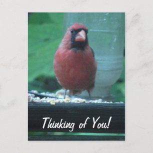 Thinking of You Cardinal Postcard