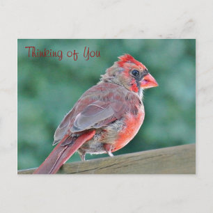 Thinking of You Cardinal Red Bird Postcard