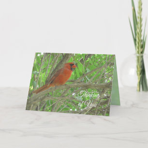 Thinking of You   Cardinal Sitting on Tree Branch  Card