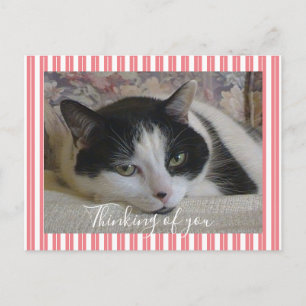 Thinking of You Cat Photo Postcard