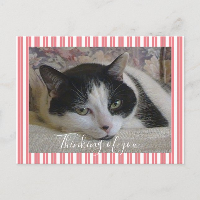 Thinking of You Cat Photo  Postcard (Front)