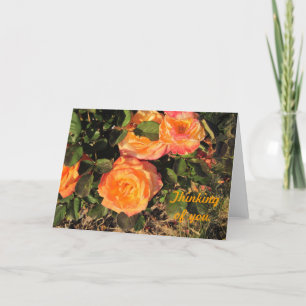 Thinking of You: Coral roses Card
