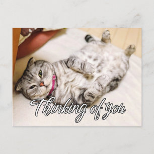 Thinking Of You - Cute Kitty Cat Postcard