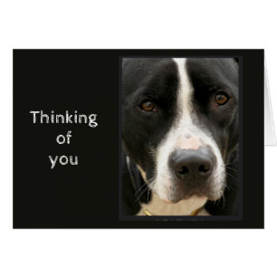 Thinking of You Difficult time Cute Sad Dog