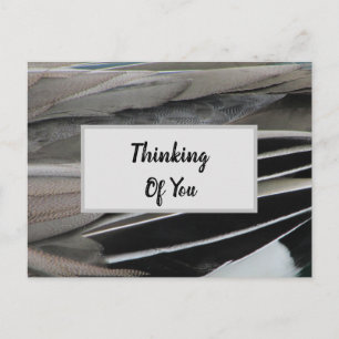 Thinking of You Duck Feather Photo Modern Postcard