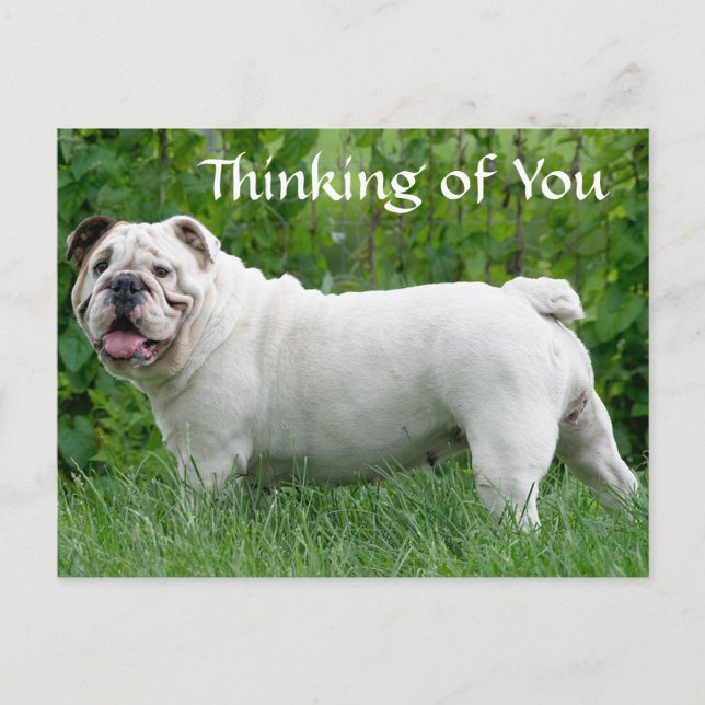Thinking of You English Bulldog Puppy Dog Postcard (Front)