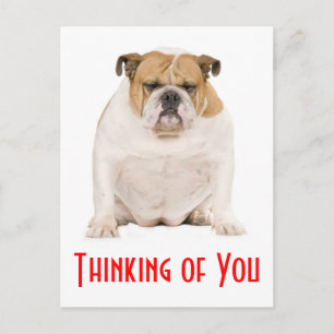 Thinking of You English Bulldog Puppy Dog Postcard