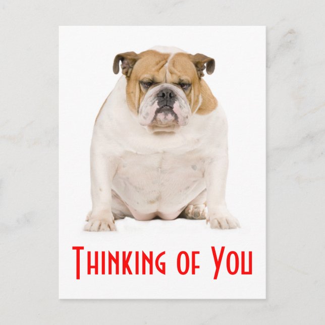 Thinking of You English Bulldog Puppy Dog Postcard (Front)